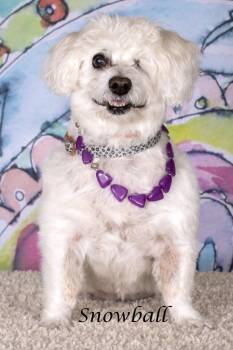 Snowball -  Maltese and Terrier Dog for Adoption in Gilbert, Arizona - Snowball | PetCurious
