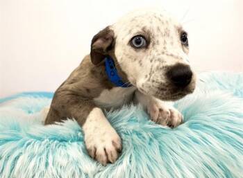 ARRON -  Australian Cattle Dog Blue Heeler and Mixed Breed Dog for Adoption in Fort Lauderdale, Florida - ARRON | PetCurious