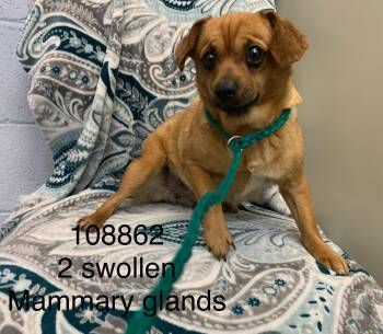 Chihuahua and Terrier Dogs Available for Adoption in Suffolk, Virginia - Dee | PetCurious