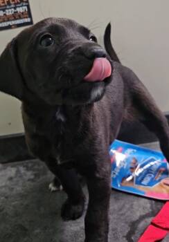 Rescue Mixed Breed Dogs for Adoption in Port St. Joe, Florida - Abigail | PetCurious