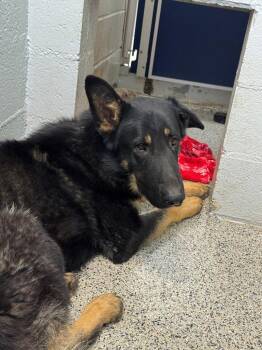 Moose -  German Shepherd Dog Dog for Adoption in Chino Valley, Arizona - Moose | PetCurious