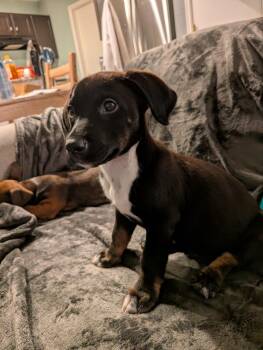 Nitro -  Labrador Retriever Dog for Adoption in Elizabeth, Colorado - Nitro | PetCurious
