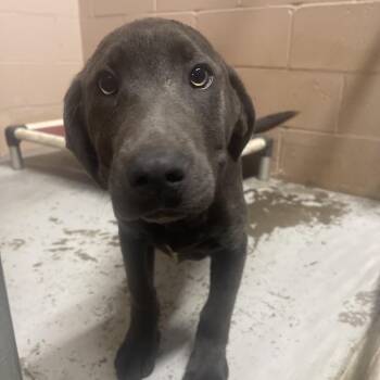 Mixed Breed Dogs Available for Adoption - Corbin | PetCurious