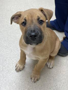 Black Mouth Cur and Mastiff Dogs Available for Adoption - CHELLO | PetCurious