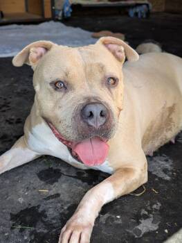 Lola -  American Bulldog Dog for Adoption in Oregon, Wisconsin - Lola | PetCurious