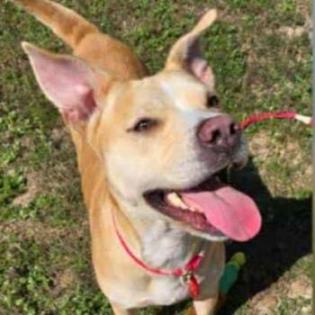 Rescue American Bulldog Dogs for Adoption in Defuniak Springs, Florida - Annette | PetCurious