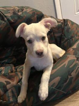Marshall -  Chihuahua Dog for Adoption in New Smyrna Beach, Florida - Marshall | PetCurious