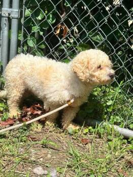 Janet -  Bichon Frise and Mixed Breed Dog for Adoption in Hobart, Indiana - Janet | PetCurious