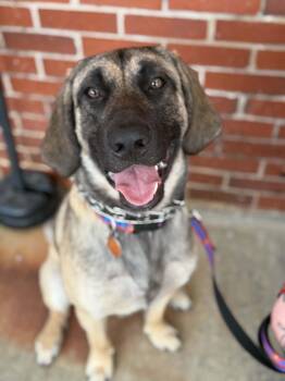 Anatolian Shepherd Dogs Available for Adoption in Hilham, Tennessee - Rocky | PetCurious