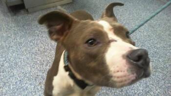 A1269434 -  Pit Bull Terrier Dog for Adoption in Charlotte, North Carolina - A1269434 | PetCurious