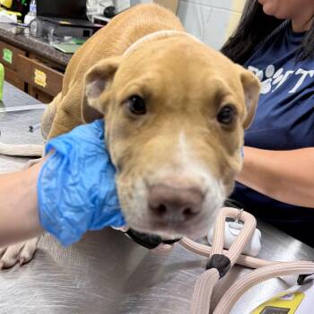Ant -  Mixed Breed Dog for Adoption in Summerville, South Carolina - Ant | PetCurious