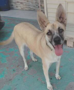 Daisy -  Belgian Shepherd Malinois Dog for Adoption in San Diego, California - Daisy | PetCurious