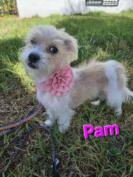 Pam -  Terrier Dog for Adoption - Pam | PetCurious