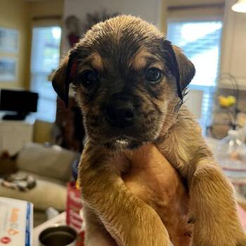 OB -  Pug and Australian Shepherd Dog for Adoption in Oceanside, California - OB | PetCurious