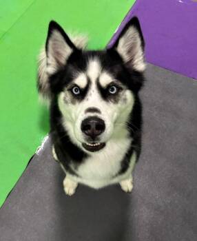 Husky Dogs Available for Adoption in Warren, Michigan - Ace | PetCurious