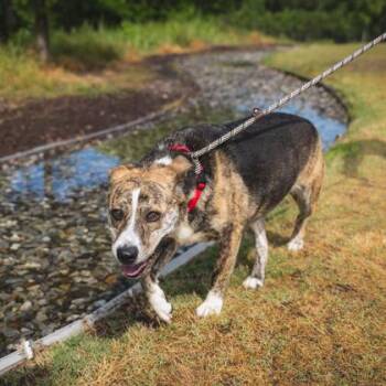 Sierra -  Mountain Cur and Mixed Breed Dog for Adoption in Atlanta, Georgia - Sierra | PetCurious