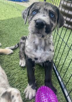 Sammy -  Australian Shepherd and Black Labrador Retriever Dog Available for Adoption in Ramona, California - Sammy | PetCurious