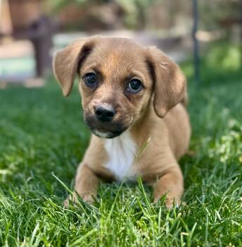 Terrier and Shepherd Dogs Available for Adoption in Coachella, California - Emma | PetCurious