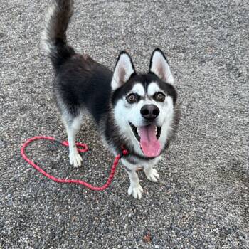 Rescue Husky Dogs for Adoption in Attica, New York - Pancake | PetCurious