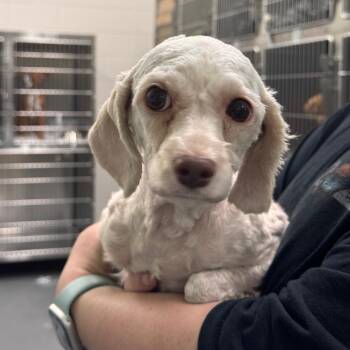Gretta -  Mixed Breed Dog for Adoption in Montgomery, Alabama - Gretta | PetCurious