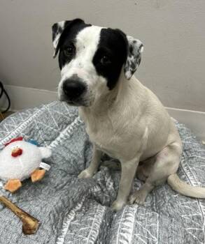 Curly -  Mixed Breed Dog Available for Adoption in Port St. Joe, Florida - Curly | PetCurious