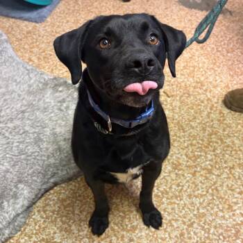 Richie -  Black Labrador Retriever Dog for Adoption in Chehalis, Washington - Richie | PetCurious