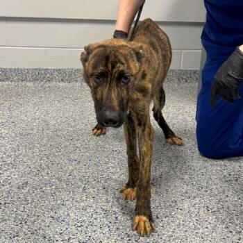 Luis/Pablo -  Mixed Breed Dog for Adoption in Greenville, South Carolina - Luis/Pablo | PetCurious