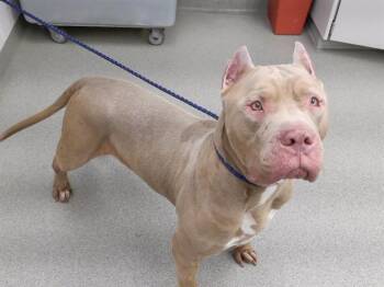 American Bulldog and Mixed Breed Dogs Available for Adoption in Omaha, Nebraska - CREED | PetCurious