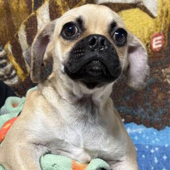 Roman -  Pug Dog for Adoption in Copiague, New York - Roman | PetCurious