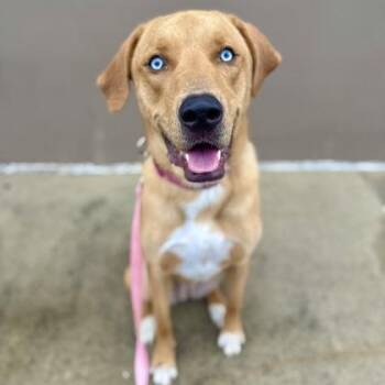 Vanelope -  Labrador Retriever and Mixed Breed Dog for Adoption in Merriam, Kansas - Vanelope | PetCurious