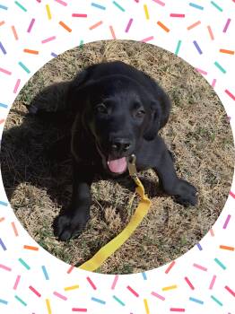 Labrador Retriever and Australian Shepherd Dogs Available for Adoption in Chandler, Arizona - Peanut Black Lab Lover | PetCurious