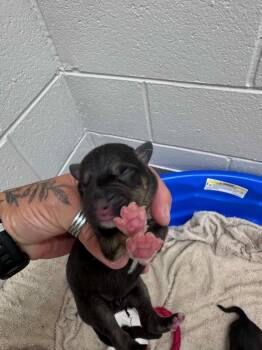 Marshall -  Labrador Retriever Dog for Adoption in Chattanooga, Tennessee - Marshall | PetCurious