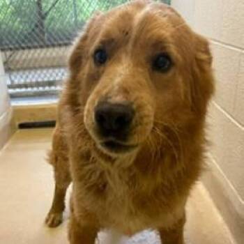 Mixed Breed Dogs Available for Adoption in Wando, South Carolina - Emberstone | PetCurious