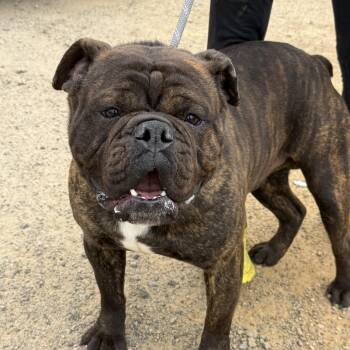 Bulldog Dogs Available for Adoption - Kash | PetCurious