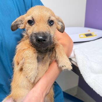 Tanner -  Terrier Dog for Adoption in Englewood, Florida - Tanner | PetCurious