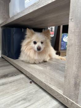Pomeranian Dogs Available for Adoption - Ilya JC | PetCurious