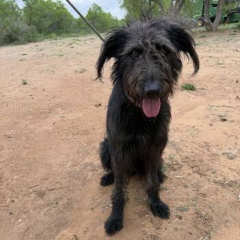 Black Labrador Retriever and Standard Poodle Dogs Available for Adoption in Wadena, Minnesota - Izzy | PetCurious