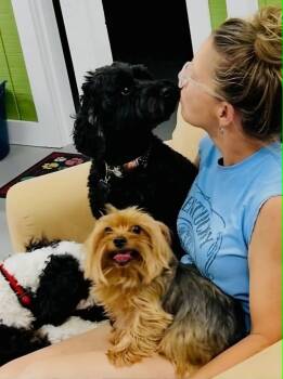 Rudy Sue -  Yorkshire Terrier Dog for Adoption in Germantown, Ohio - Rudy Sue | PetCurious