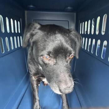 Mixed Breed Dogs Available for Adoption in Binghamton, New York - Tollhouse | PetCurious