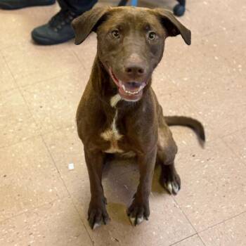 Mercedes -  Chocolate Labrador Retriever and Mixed Breed Dog for Adoption in Fort Smith, Arkansas - Mercedes | PetCurious