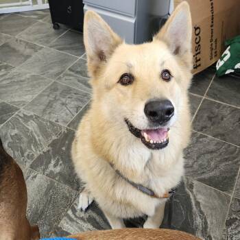 German Shepherd Dog Dogs Available for Adoption in Clearwater, Florida - Leon | PetCurious