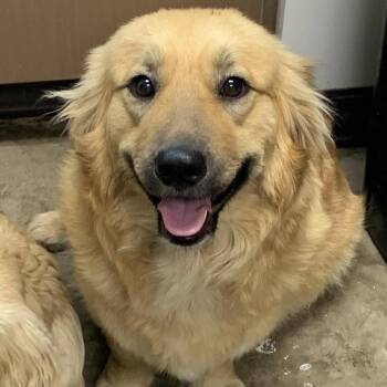 Golden Retriever and Shepherd Dogs Available for Adoption in Cleveland, Mississippi - Pinochle | PetCurious