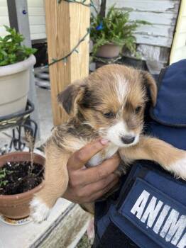 Mixed Breed Dogs Available for Adoption - MINNIE | PetCurious