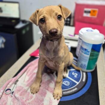 River -  Labrador Retriever and Mixed Breed Dog for Adoption in Wahiawa, Hawaii - River | PetCurious