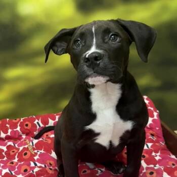 Domi -  Mixed Breed Dog for Adoption in Auburn, New Hampshire - Domi | PetCurious