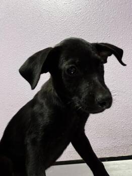 61419108 -  Mixed Breed and Labrador Retriever Dog for Adoption in El Paso, Texas - 61419108 | PetCurious