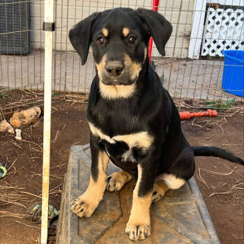 Rescue Shepherd Dogs for Adoption in Tuba City, Arizona - Mork (Tumbleweed #4) | PetCurious