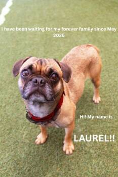Pug Dogs Available for Adoption in Gardena, California - Laurel | PetCurious