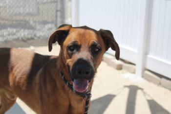 Rescue Black Mouth Cur Dogs for Adoption in Yucca Valley, California - Pig | PetCurious
