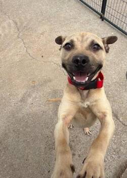 Pit Bull Terrier and Mixed Breed Dogs Available for Adoption in Daytona Beach, Florida - Stripes - 2 | PetCurious